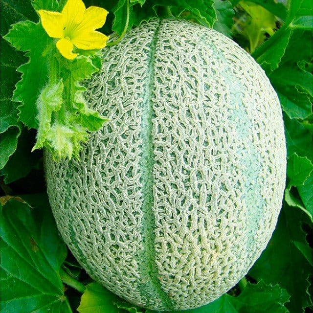 Melon "Retato Degli Ortolani ". Økologisk - Blomsterverden