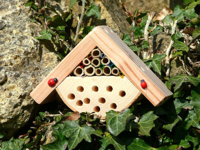 Mini insektboks - for børn - 'Minibugs Bobby’s Bug Box' - Blomsterverden