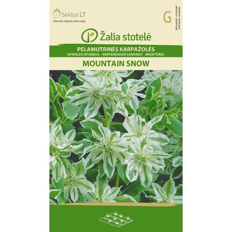 Mountain Snow - Euphorbia marginata - Blomsterverden