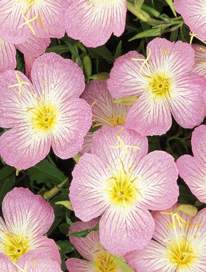 Natlys "Primrose Evening" - Blomsterverden