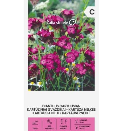 Nellike "Carthusian Pink" - Blomsterverden