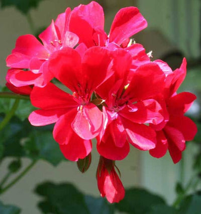 Pelargonie frø "Eva H" - Blomsterverden