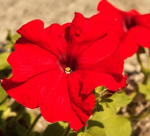 Petunia "Ez Rider Deep Red" - Blomsterverden