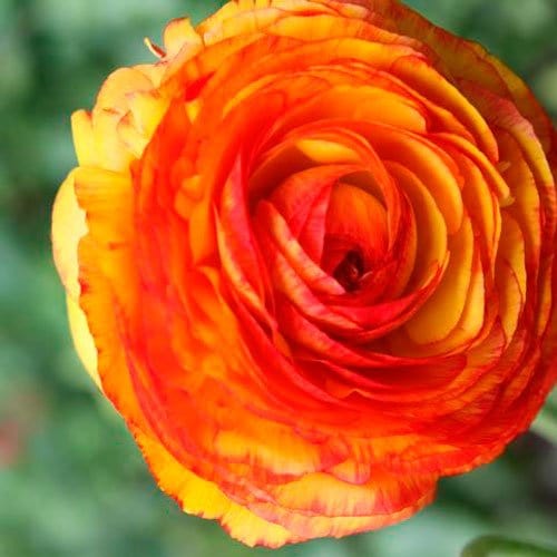 Ranunkel Picotee Orange - Blomsterverden