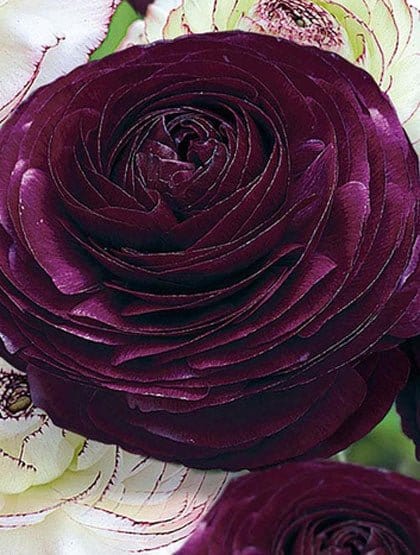 Ranunkel, Purple - Blomsterverden