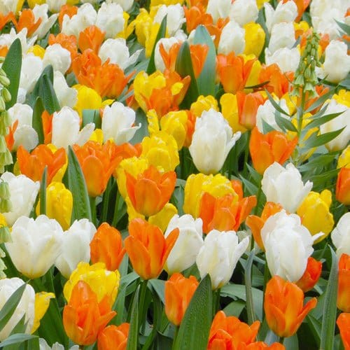 Springtime tulipan blanding - Blomsterverden