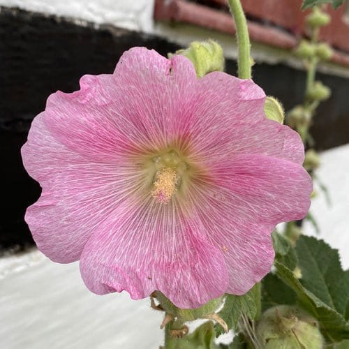 Stokrose Rosea" Pink". - Blomsterverden
