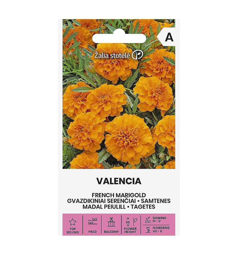 Tagetes "Valencia", 'French Marigold', orange - Blomsterverden