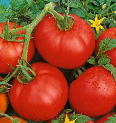 Tomat "Ace 55 VF", økologisk - Blomsterverden