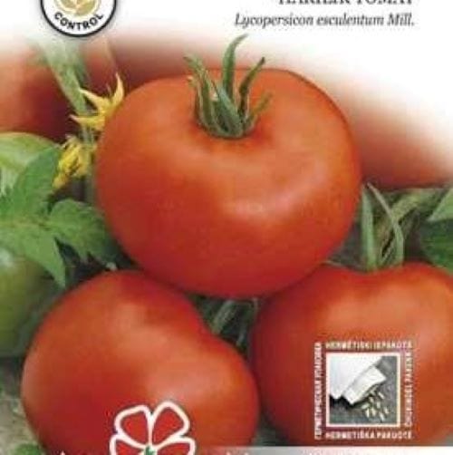 Tomat "Betalux" - Blomsterverden