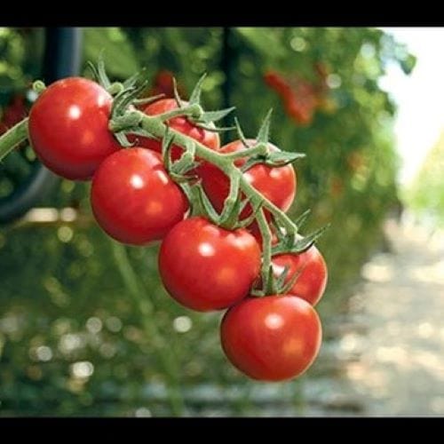 Tomat " Matina ". Økologisk - Blomsterverden