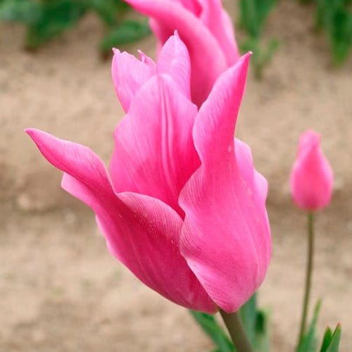 Lilyrosa - Blomsterverden