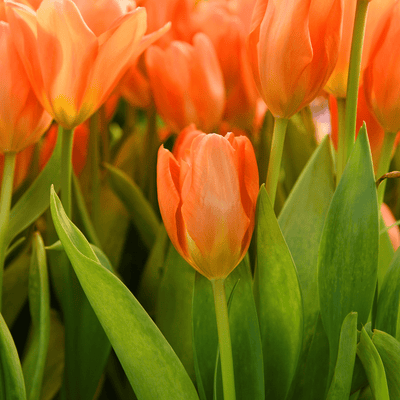 Tulipan 'Orange Emperor'
