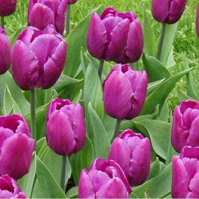 Tulipan 'Purple Prince'