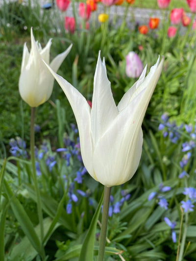 Tulipan 'White Triumphator'